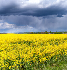 Obraz premium Yellow field of flowering rape on background dramatic stormy sky during summer sunrise or sunset.