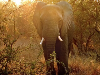 Elephant at Sunrise