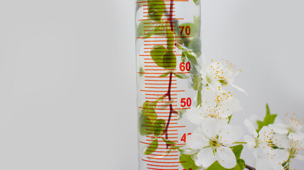 Laboratory flask, cherry blossoms on a light background