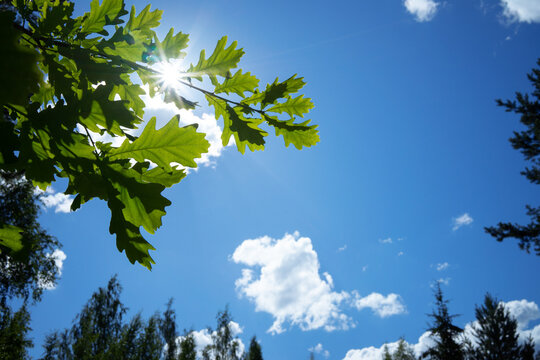 Green oak leaves against a blue sky with clouds.A look at the sky .