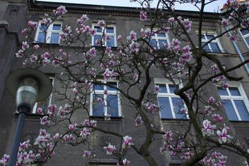 Magnolia blooms, magnolia flowers on the background of a beautiful house. Background. Magnolia at the window. Beautiful magnolia flowers. Background. Texture.