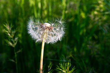 Fluffy white dandelion in the grass