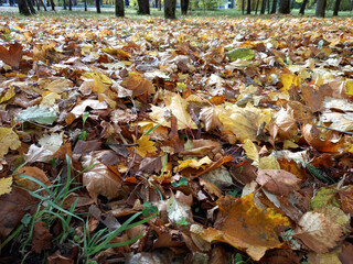 Background. Autumn leaf fall. Dry autumn leaves.