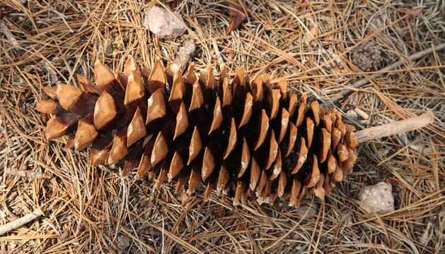 Close-up Sugar Pine (Pinus Lambertiana) Cone In Lassen Volcanic National Park, California