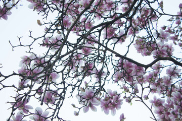 Magnolia blooms, magnolia flowers against the sky. Spring magnolia. Beautiful magnolia flowers....
