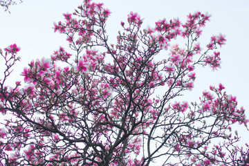 Magnolia blooms, magnolia flowers against the sky. Spring magnolia. Beautiful magnolia flowers. Texture. Background.