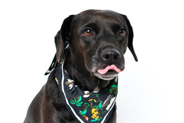 Young caucasian woman with her dog over isolated background