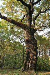 big mighty oak in autumn Leaves Changing Colour