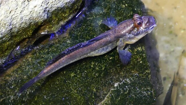 Atlantic mudskipper (Periophthalmus barbarus)