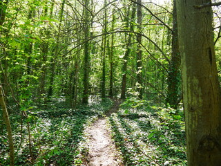 Chemin ou route en terre, dans une foret, en pleine nature, avec des arbres partout et de la verdure, sol couvert de feuillages et de lierres, personne et vide