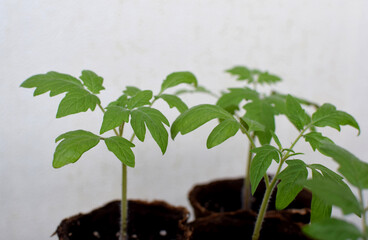 Tomato seedlings grow in a pot at home. Small seedlings on a light background grow in peat pots for...