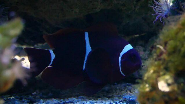 Maroon clownfish (Premnas biaculeatus) under a coral, protecting territory