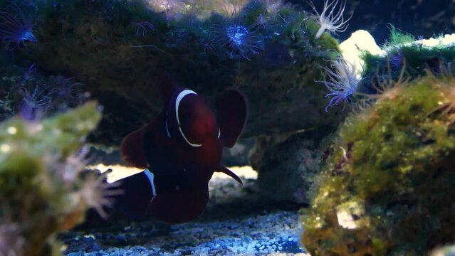 Maroon clownfish (Premnas biaculeatus) under a coral, protecting territory