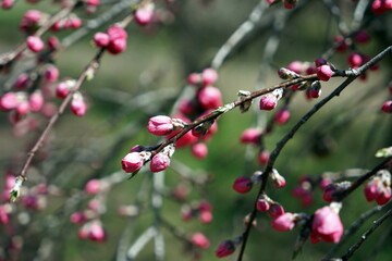 Bud