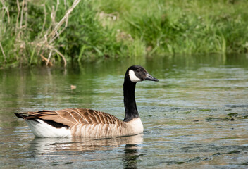 side profile of a canada goose (Branta canadensis) swimming in a chalk stream river, late spring, Wiltshire UK 