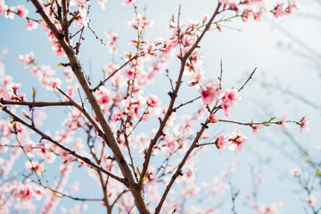 Selective focus of beautiful branches, pink blooming peach or apricot on a tree under a blue sky, Beautiful cherry blossoms during the spring season in the park. The texture of the floral pattern.