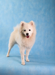 A white fluffy Pomski puppy on a blue background in the studio - obrazy, fototapety, plakaty