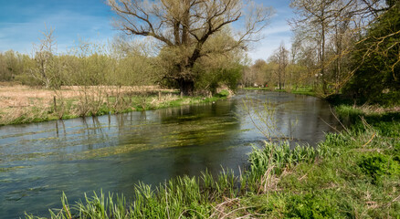 Fototapeta na wymiar a scenic view of the river avon in Wiltshire in vibrant Spring, flowing reed beds and large Oak tree with reflection