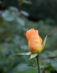 Gold-Colored Rose Bud with Water Droplets