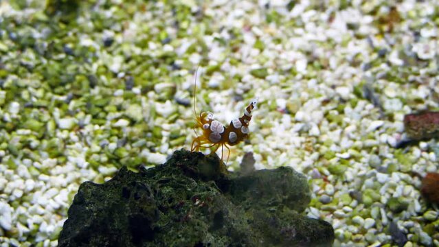 A tiny squat shrimp (Thor amboinensis)
