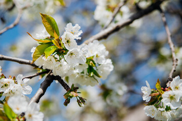 Fototapeta premium Selective focus of beautiful branches of white cherry blossoms on a tree under a blue sky, Beautiful cherry blossoms during the spring season in the park. Beauty is in nature.