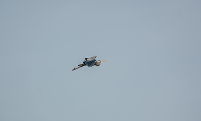 a heron (ardeidae) in flight over green meadows