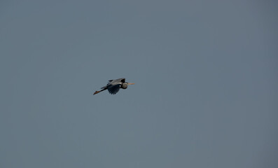 a heron (ardeidae) in flight 