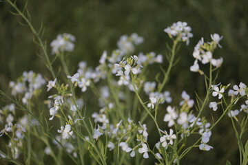 white wildflower