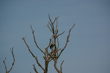 a heron (ardeidae) perched high in bare tree branches