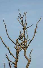 a heron (ardeidae) perched high in bare tree branches