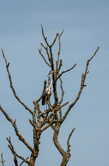 a heron (ardeidae) stands high in a tree top blue sky background