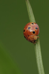 ladybird on a leaf
