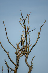 a heron (ardeidae) stands high in a tree top blue sky background