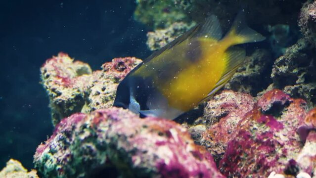 Foxface rabbitfish (Siganus vulpinus) eating algae from a coral