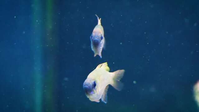 Threadfin cardinalfish (Zoramia leptacantha)