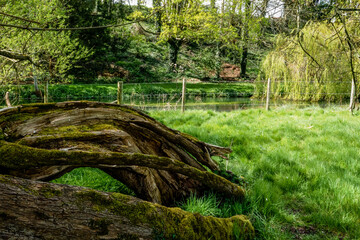 remains of a tree trunk alongside clearwater chalkstream river avon in Wiltshire in vibrant Spring, flowing reed beds and over-hanging weeping willow tree - obrazy, fototapety, plakaty