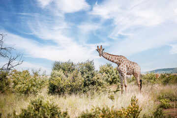 Fototapeta premium South Africa, Giraffe