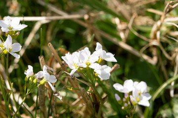 closeup in spring sunshine of white cuckoo flower heads (Cardamine pratensis)