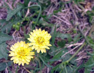 Closeup of two dandelions