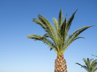 Palm tree against the sky. Part of a plant. Vacation on the beach. Relaxation at sea. The trunk and leaves of a palm tree