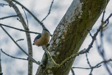 closeup of a eurasian nuthatch (Sitta) perched on a tree