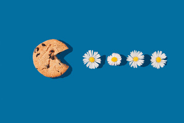 Macaroon with daisy blossom on a blue background. Flat lay