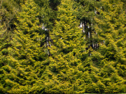 Tuje Bilder Durchsuchen 122 Archivfotos, und Videos