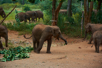 Elephant family walking with baby elephants