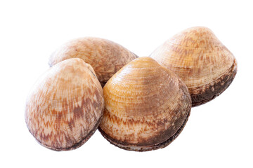 clam isolated on a white background