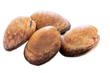 clam isolated on a white background