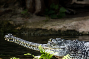 portrait of a Ganges gavial crocodile