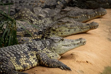 Zelfklevend Fotobehang view of crocodile in a zoo © ALF photo