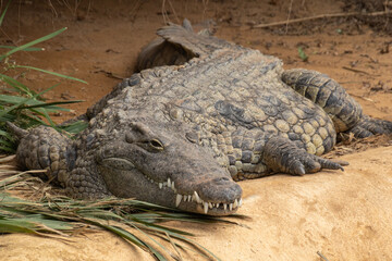 crocodile portrait in a zoo