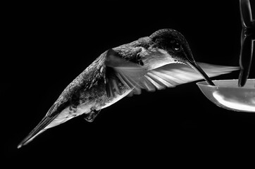 Close-up de colibrí garganta blanca en blanco y negro © Maelia Rouch